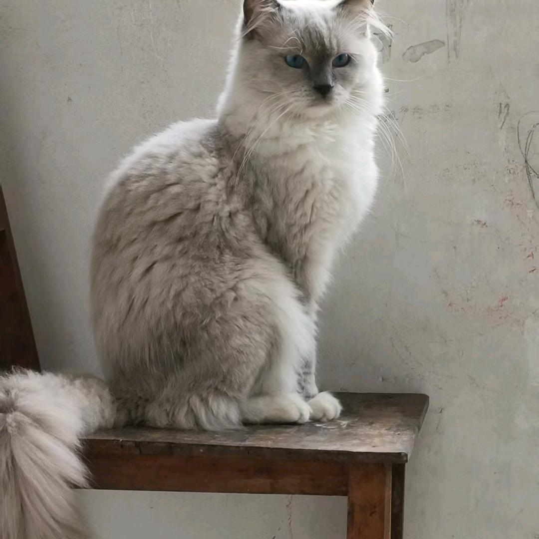 💞࿐布偶猫ಇ᭄厌倦冬天᭄💞࿐