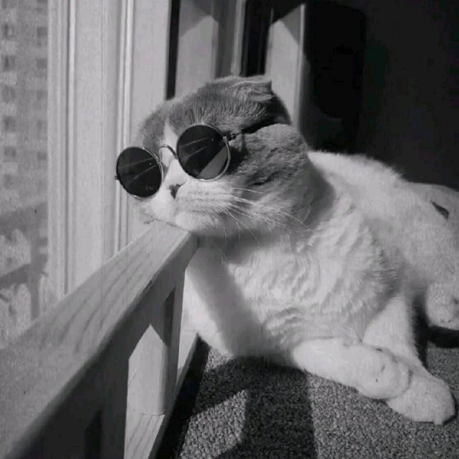 十一🐟（退网版）