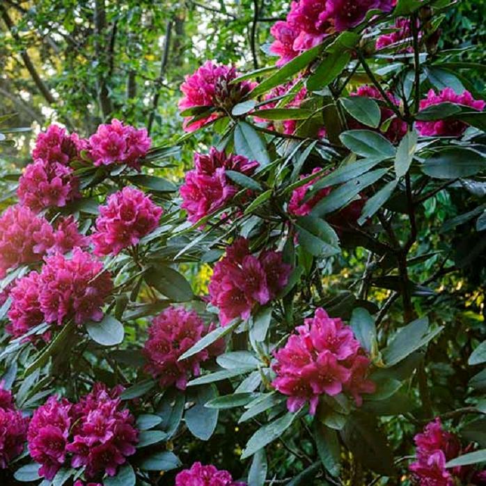 潇潇花卉绿植