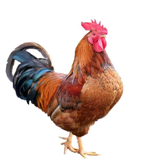 大公鸡🐓。