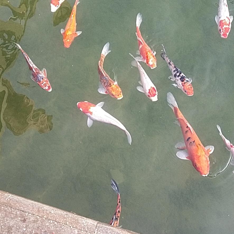 卡夫