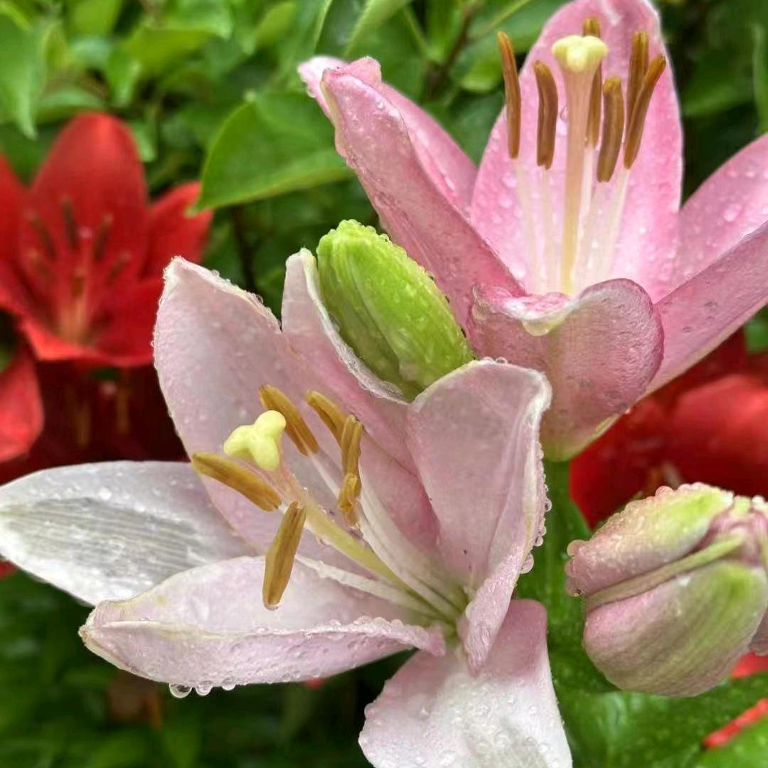 雨中漫步🌹拒绝合拍🌹