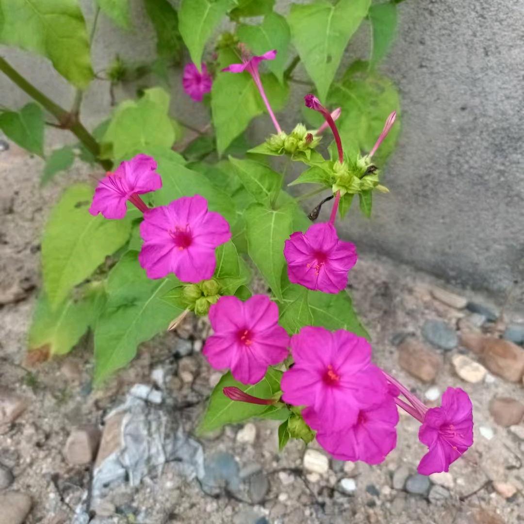 如花似玉～