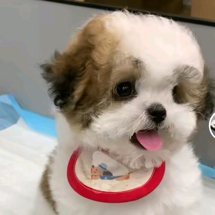 流浪猫救助领养