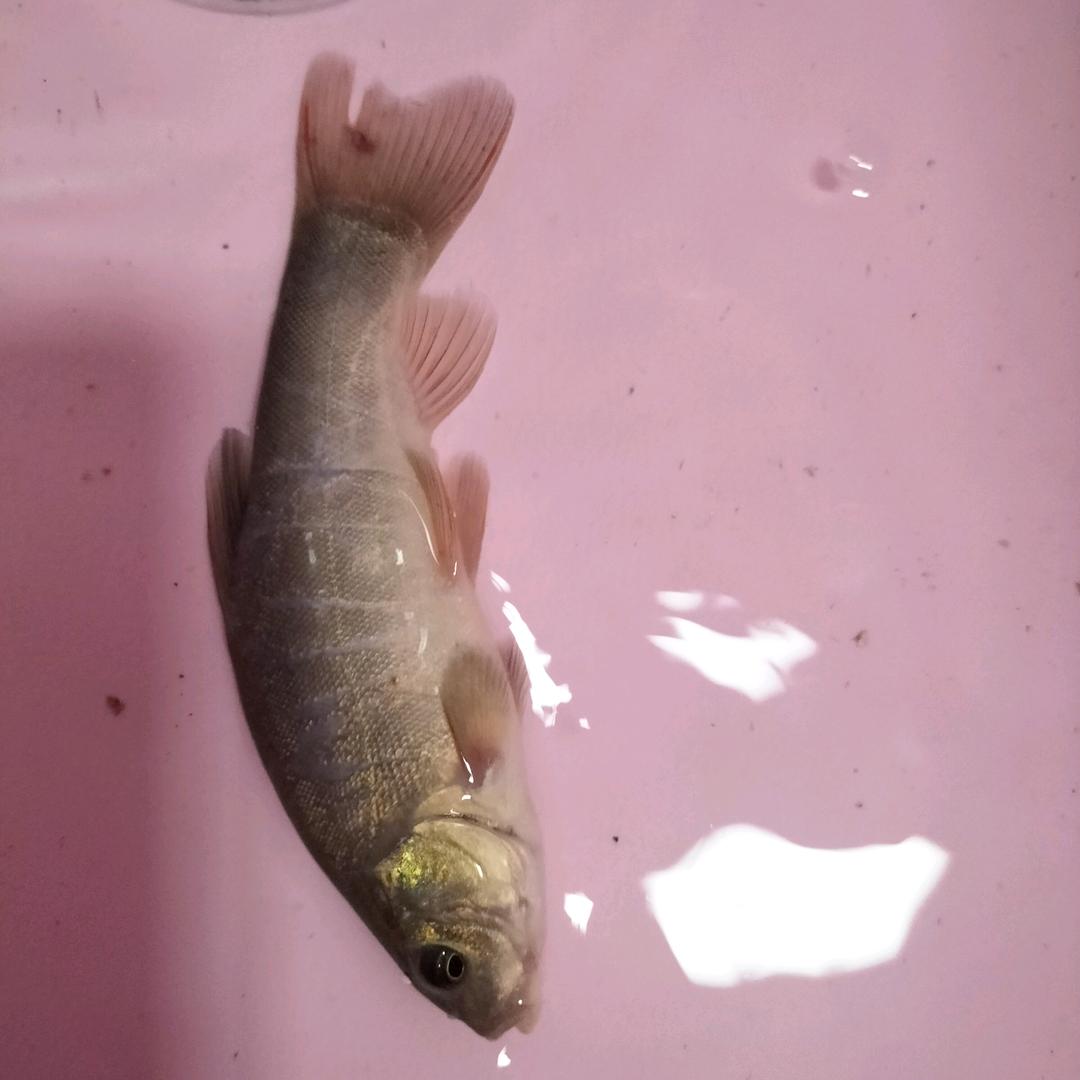 钓鱼（约翰）