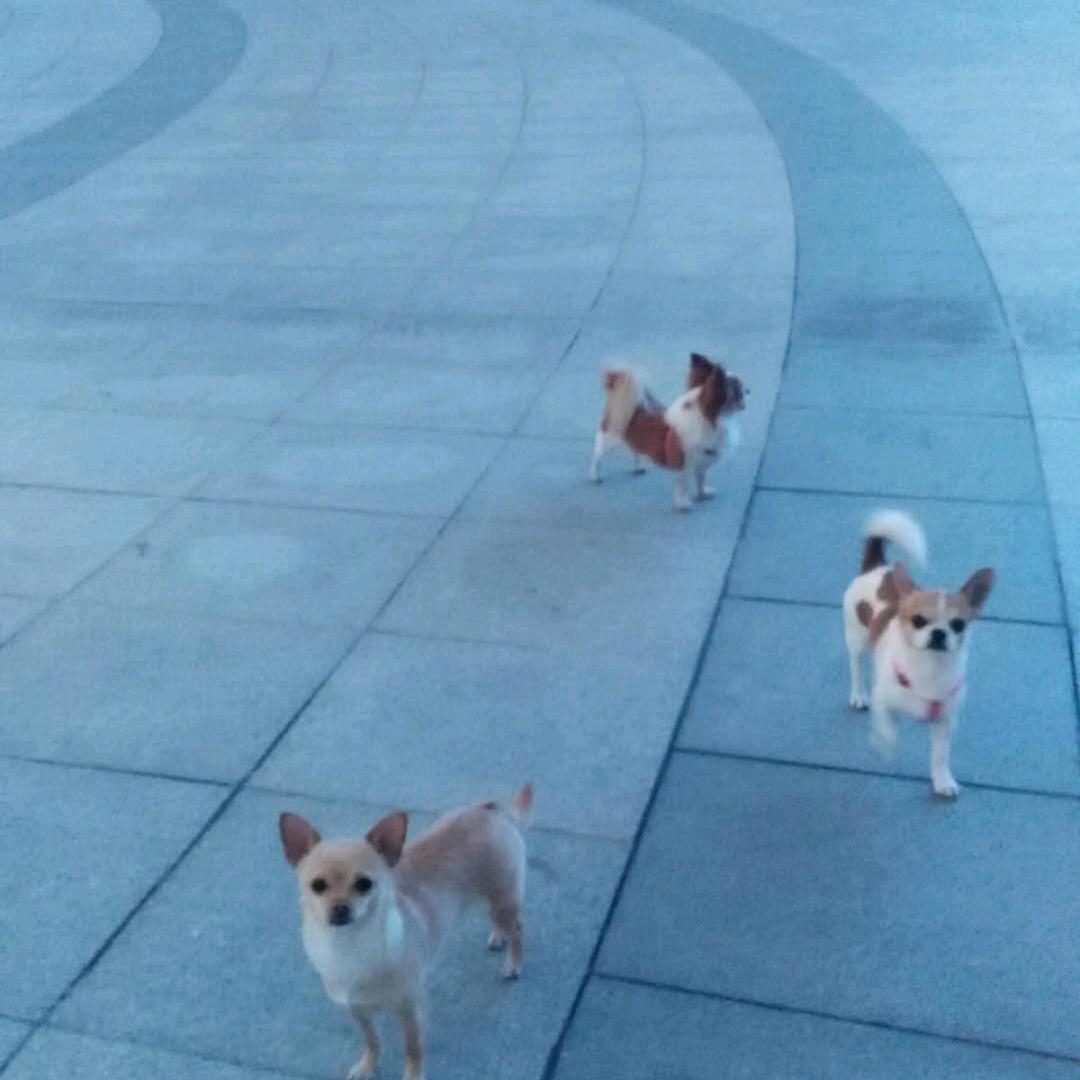 庆国鸽舍
