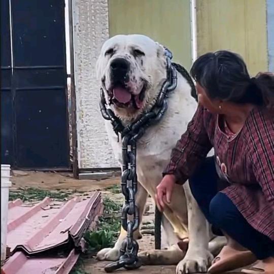 猛犬杨姐