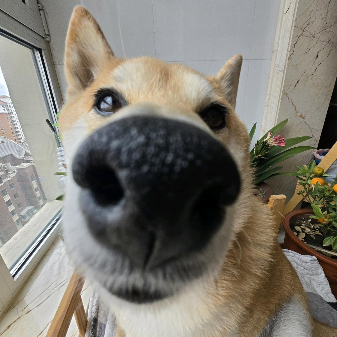 意大利香肠和蘑菇🍕