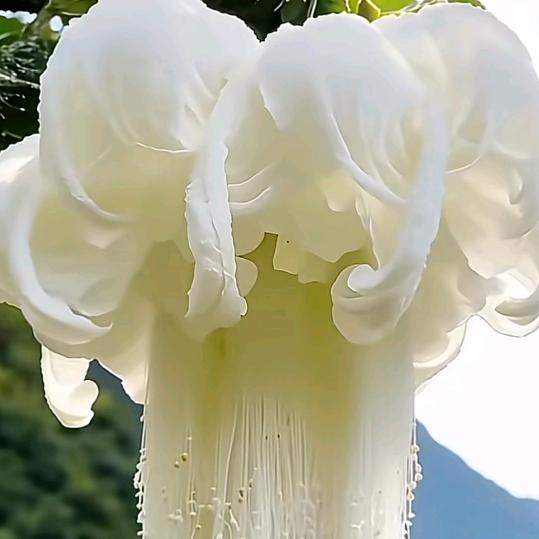 小菜一盘