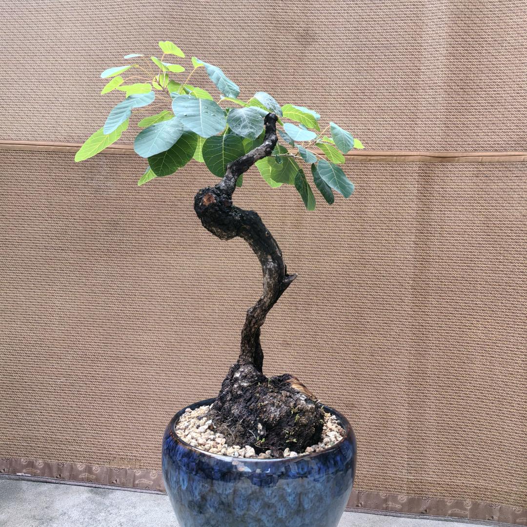 缘分天注定半点不由人