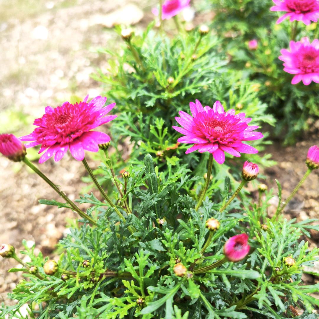韩🌸₍˄·͈༝·͈˄*₎◞ ̑̑
