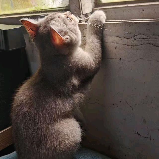 想做小猫