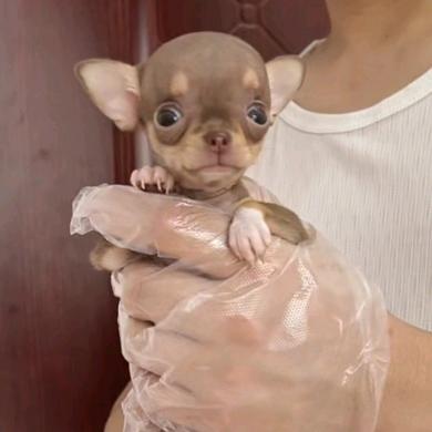 武汉汪哥吉娃娃