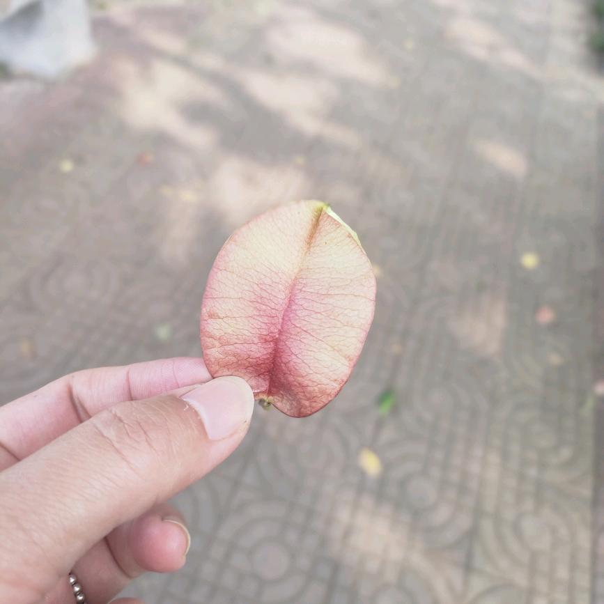 凡瑞