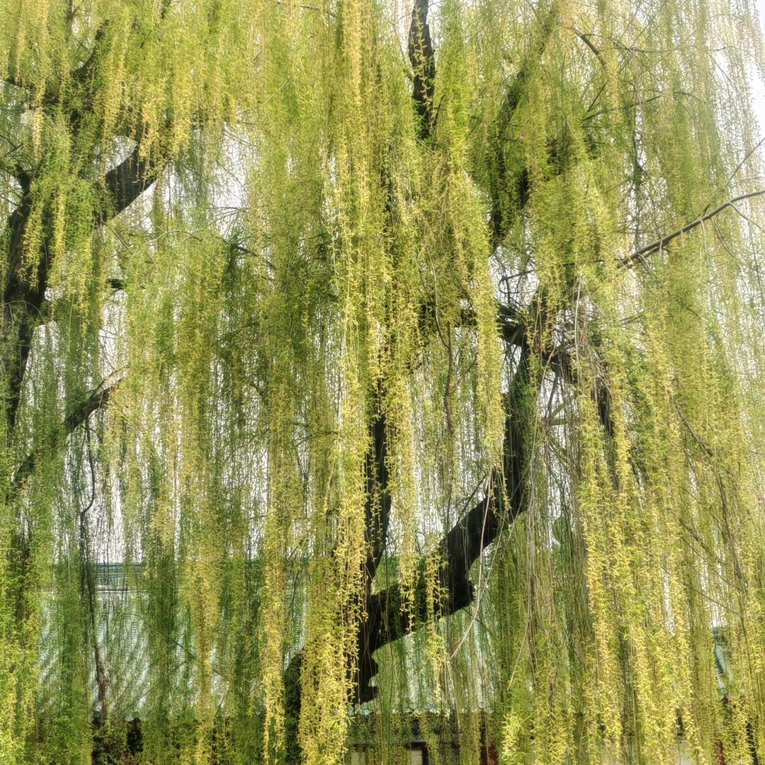 木槿花