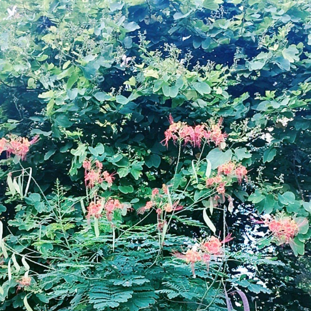 🍎雪莲🍎