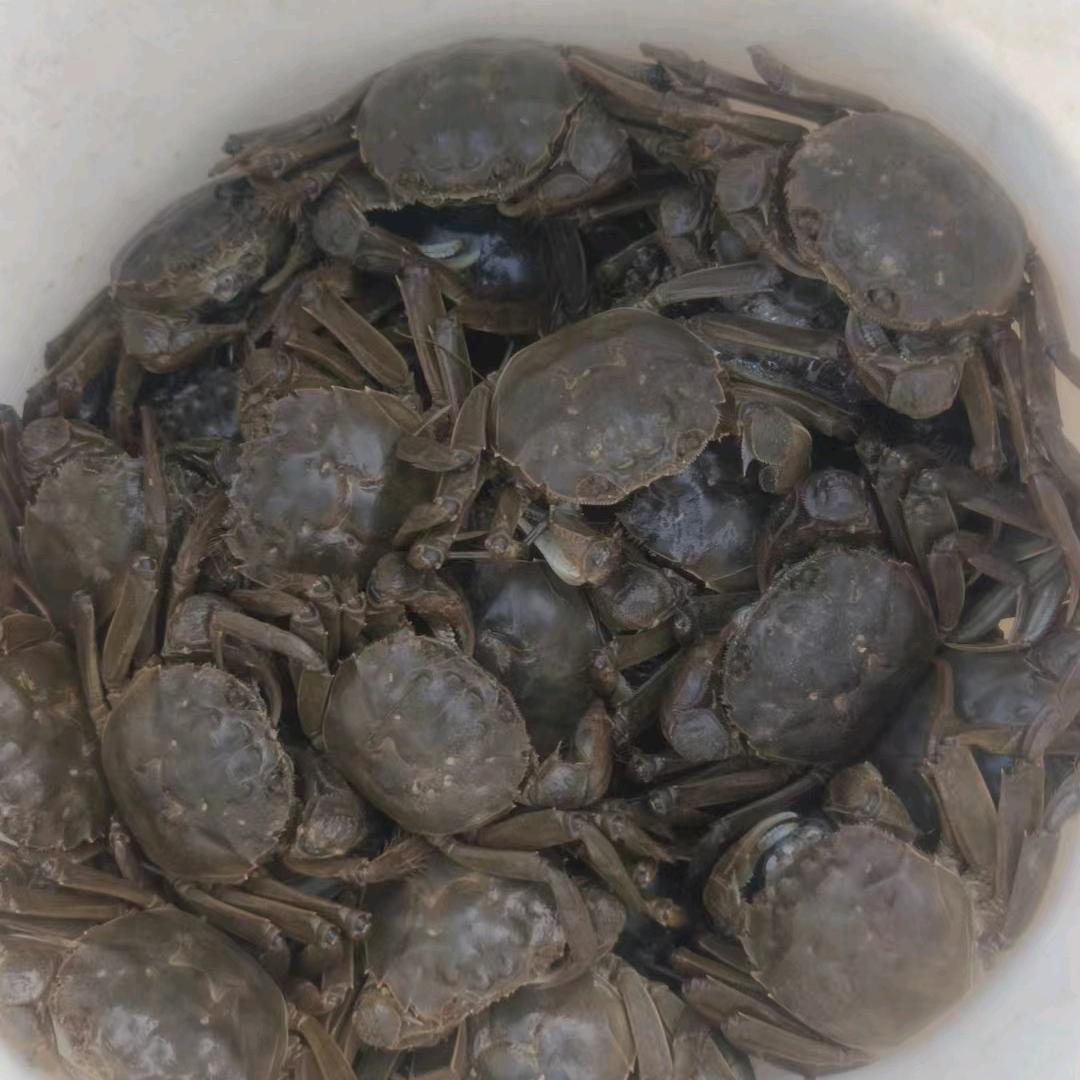 七里海河蟹养殖基地