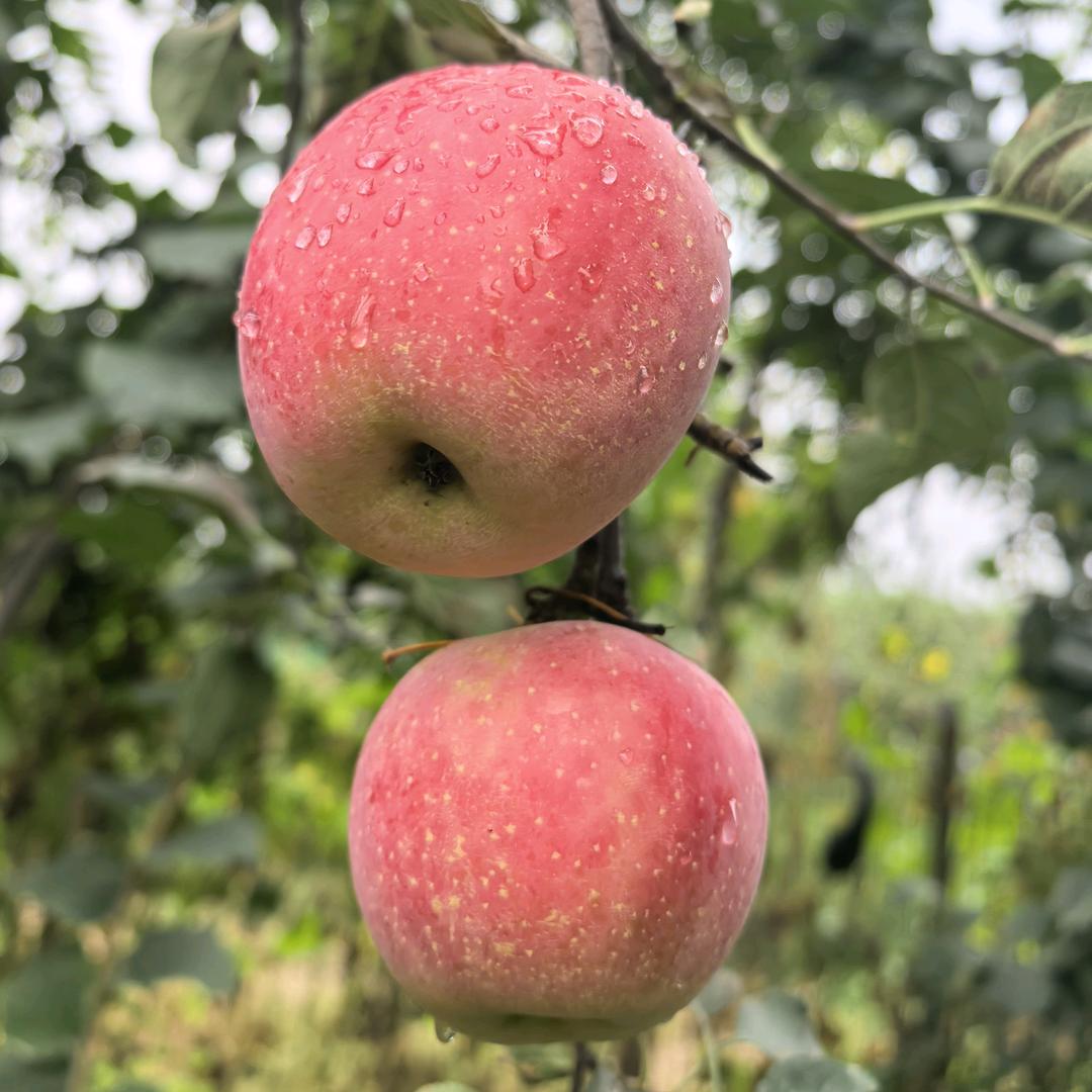 小张家苹果采摘