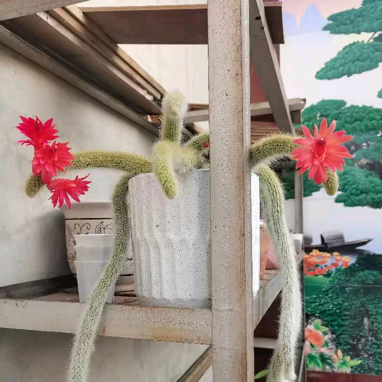 冷✨情✨绪