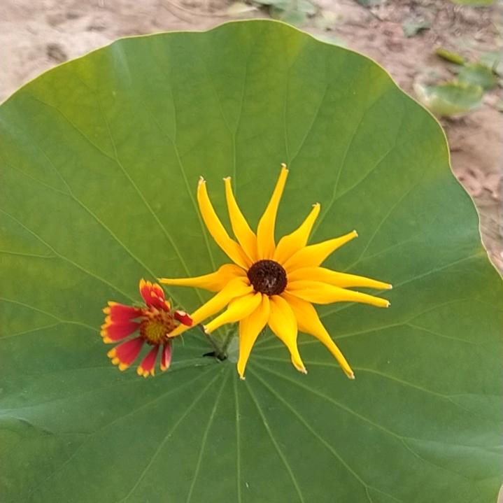 迷糊