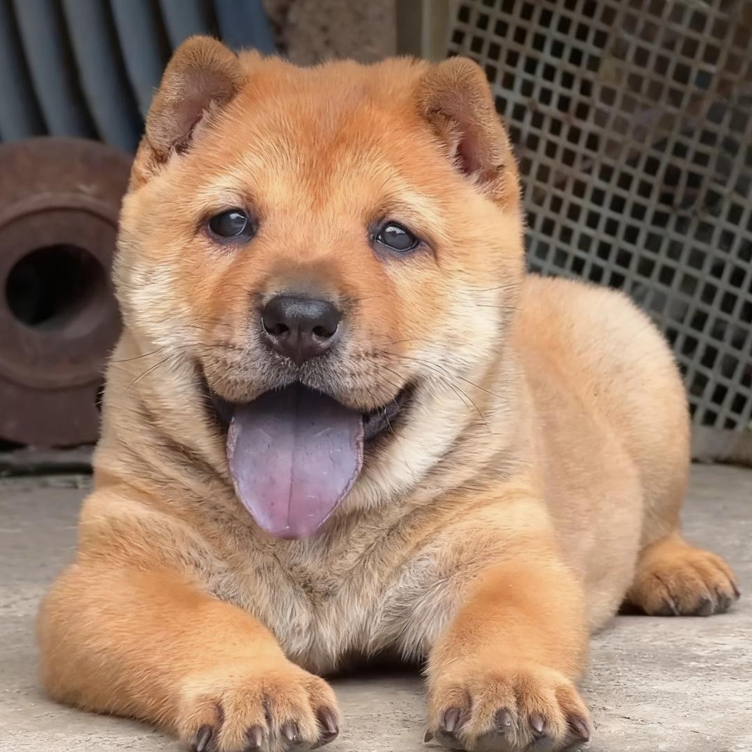 北鱼家的犬🐕