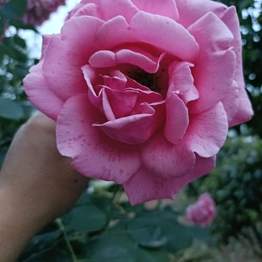 美丽的蝴蝶