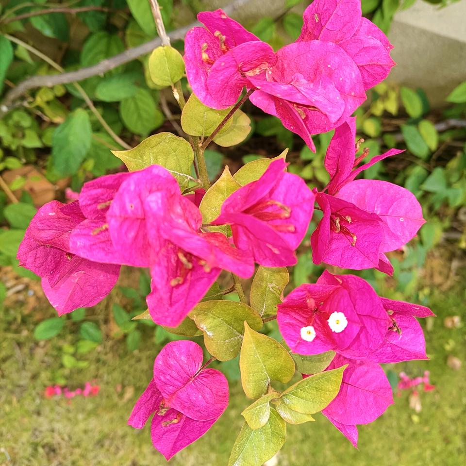 人间烟火🌼