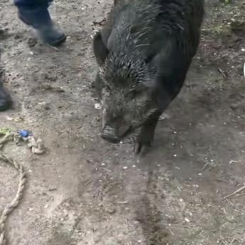 猪肉分割