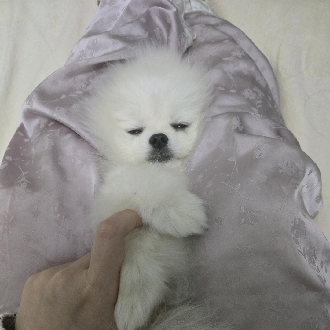 小狗贝贝
