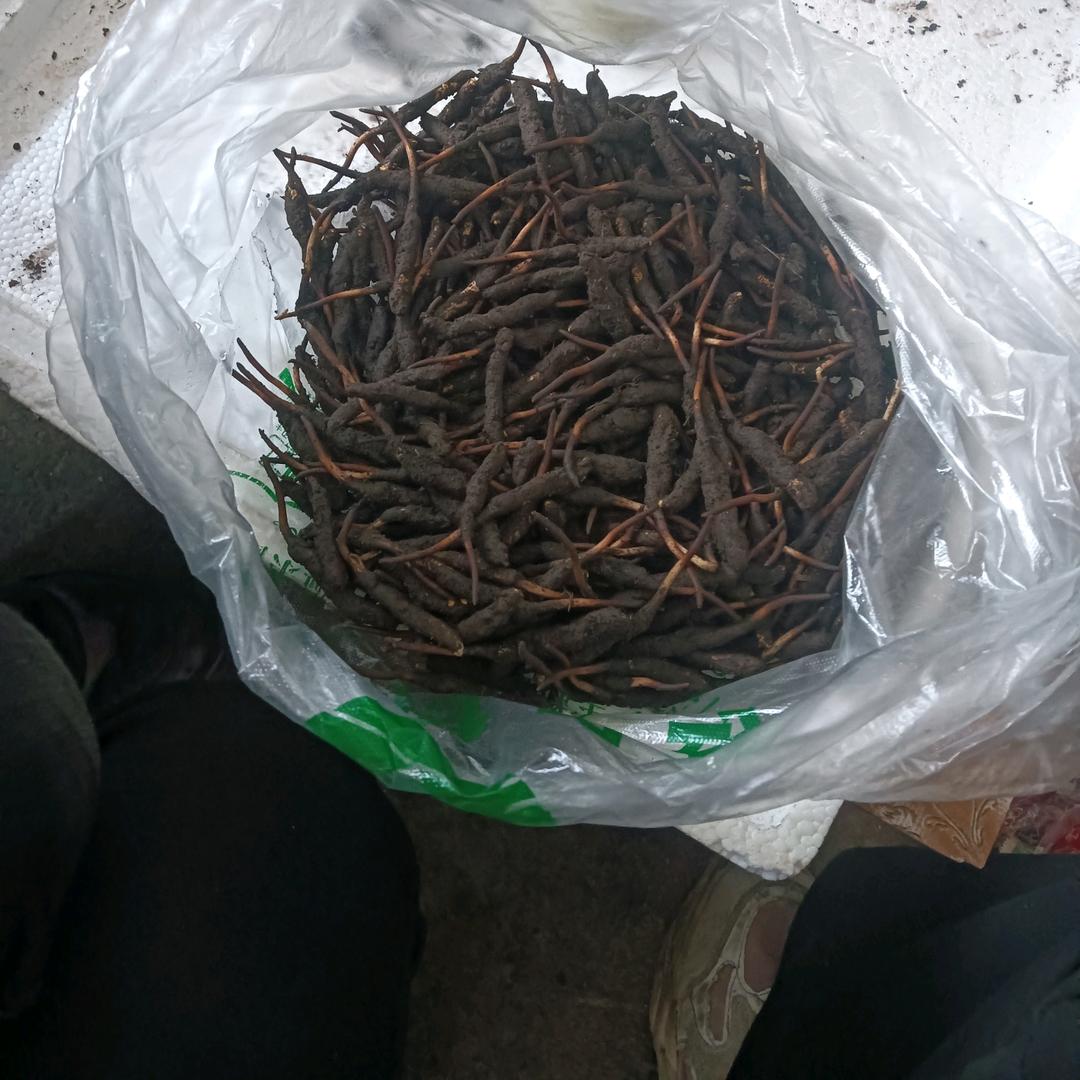 带刺的玫瑰