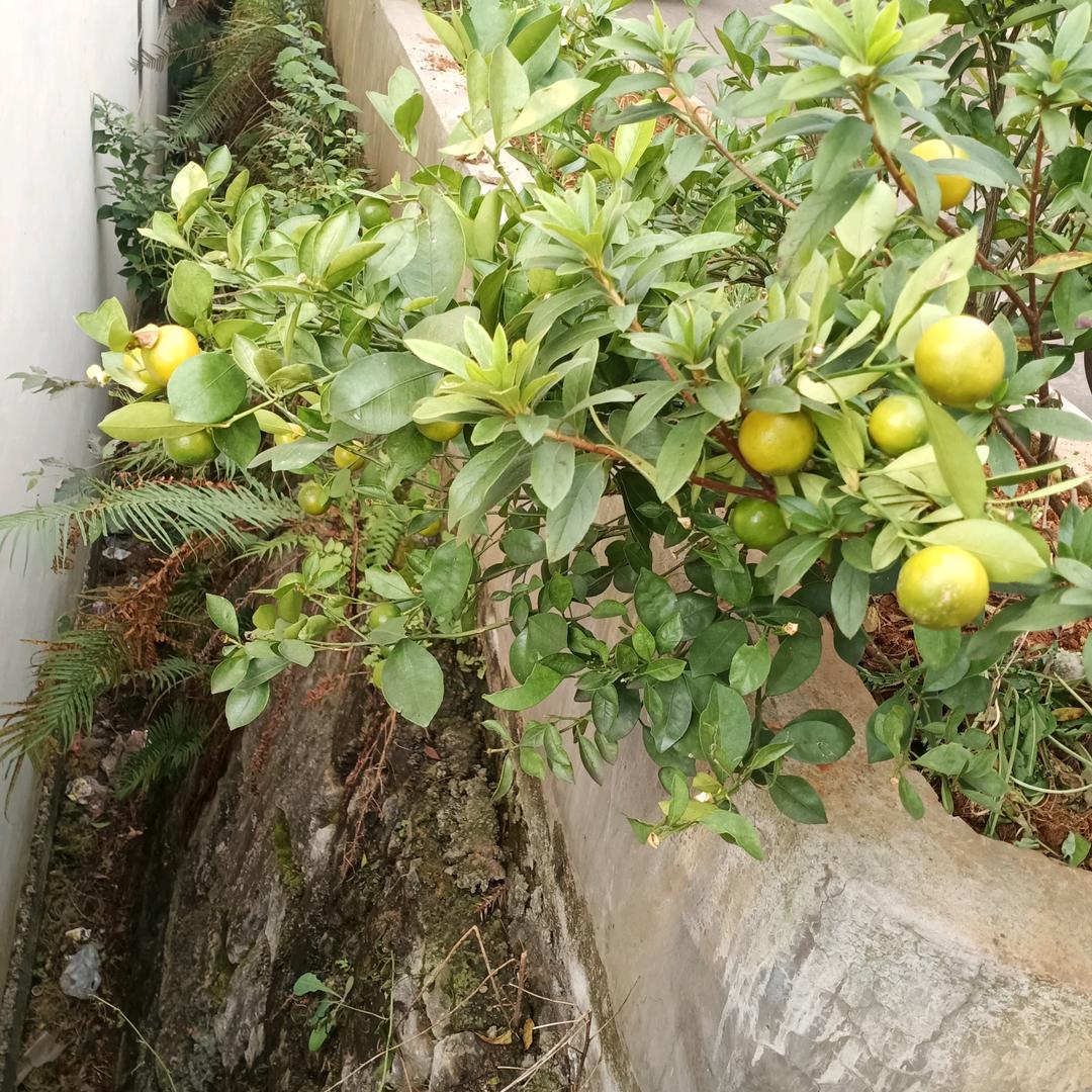 飞飞