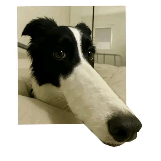 香菜折耳根拯救世界（与en合照版