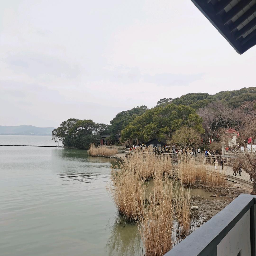 菏泽牡丹