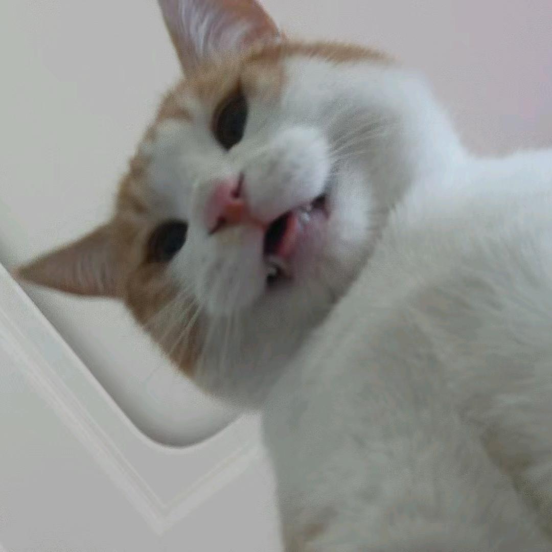 蛋蛋崽崽没蛋蛋