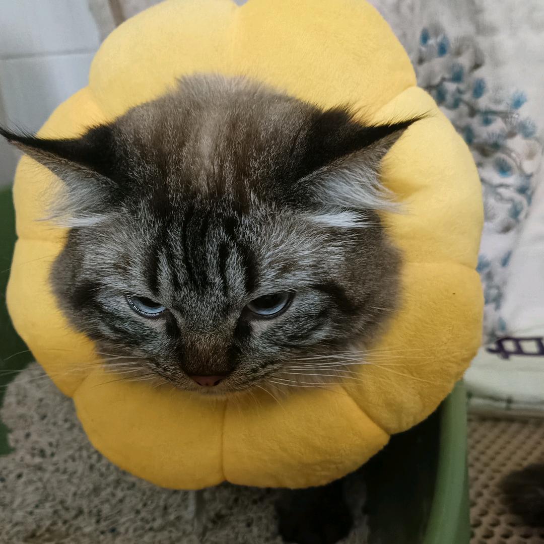池鱼的猫