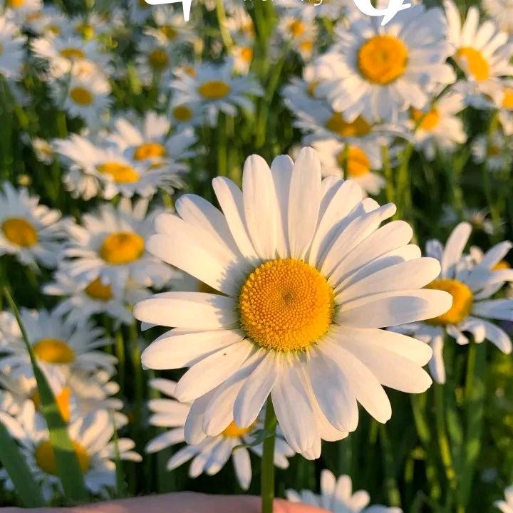 道艾堂推拿艾灸