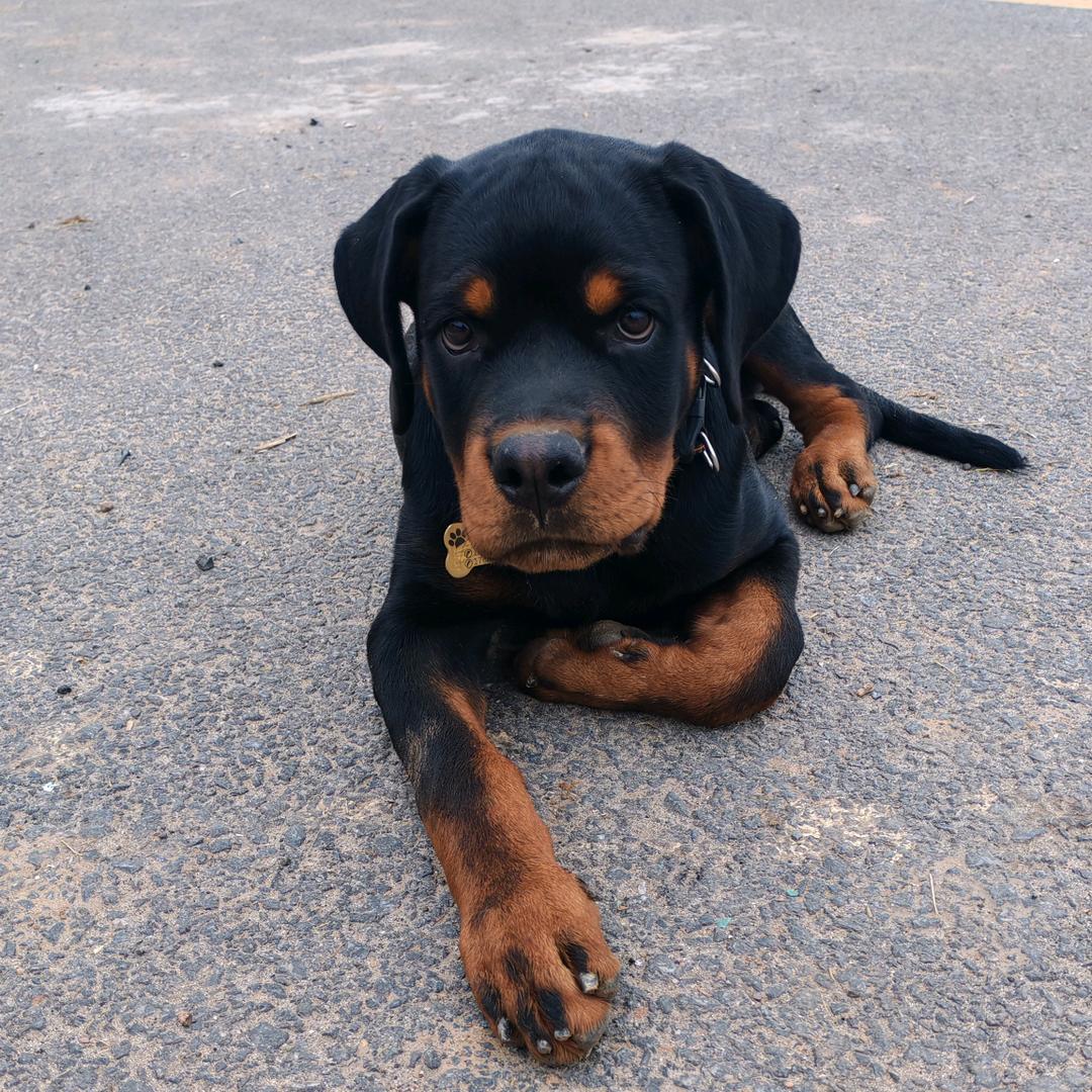 钢蛋的日常（罗威纳）