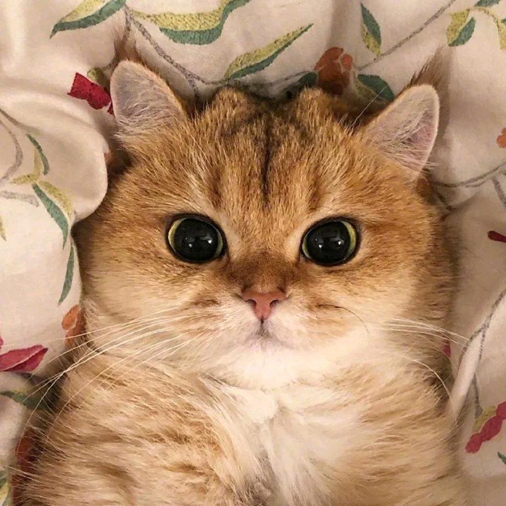 秋名山上桃花开