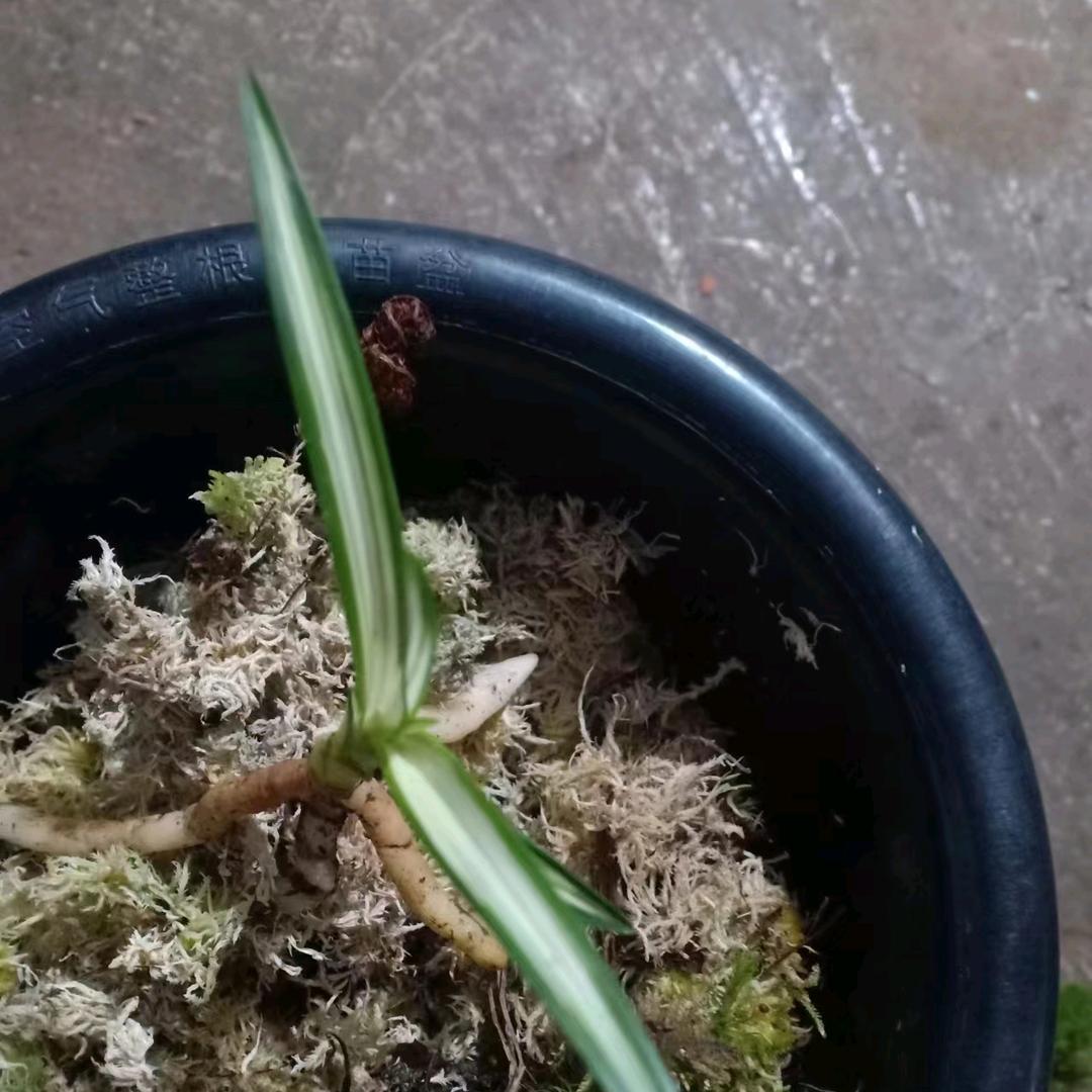 兰花实体线下爱好者