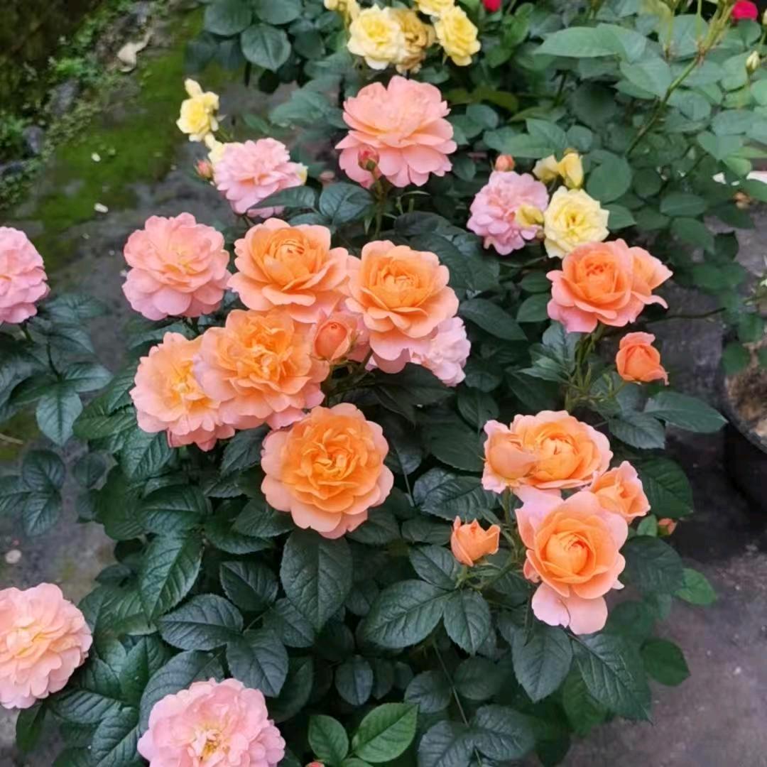 柿柿茹意