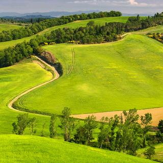 梓蓓果业成都无花果