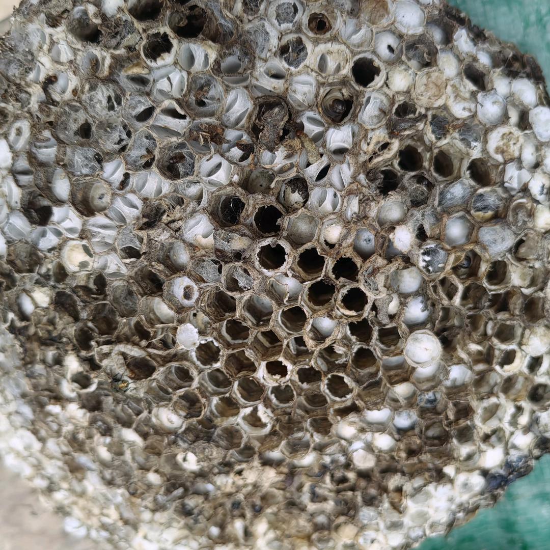 常年收蜂窝