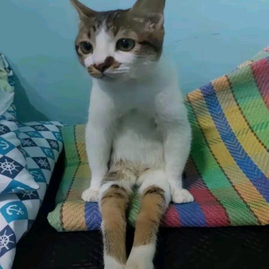 旭弟（三角洲行动）