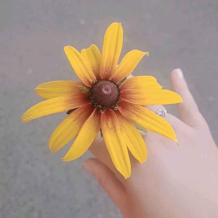 《遇🌹见》