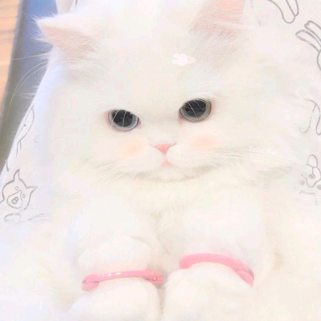 旧标本