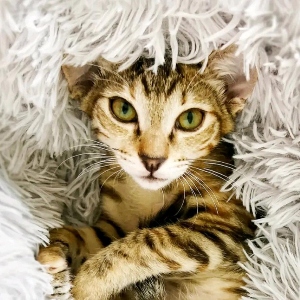 猫叔来了（Hiy）