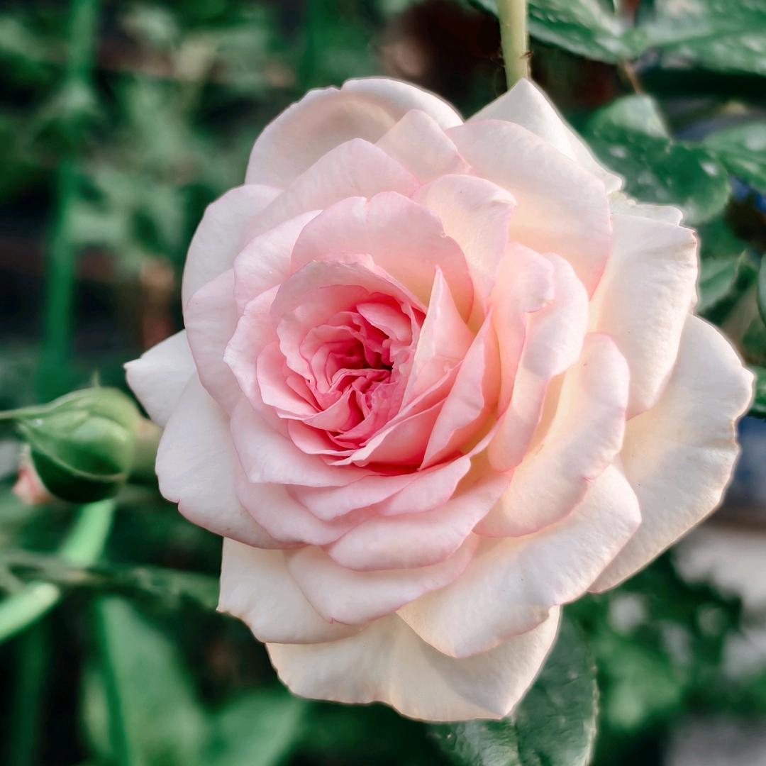 中国移动畅享通讯