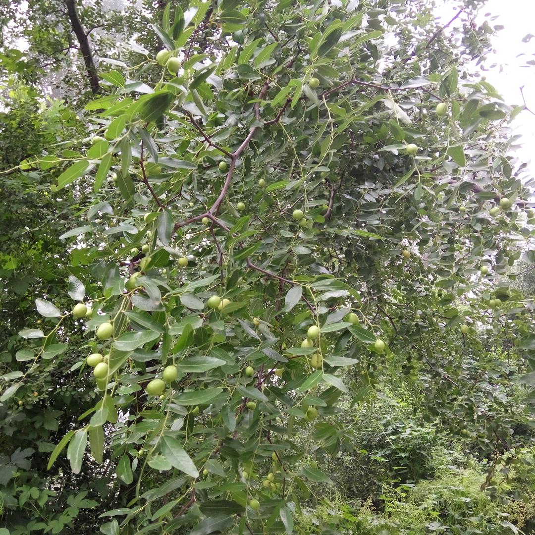 容东小张