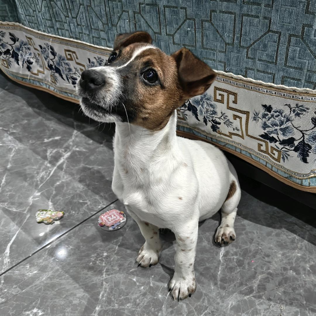 圈圈小杰克
