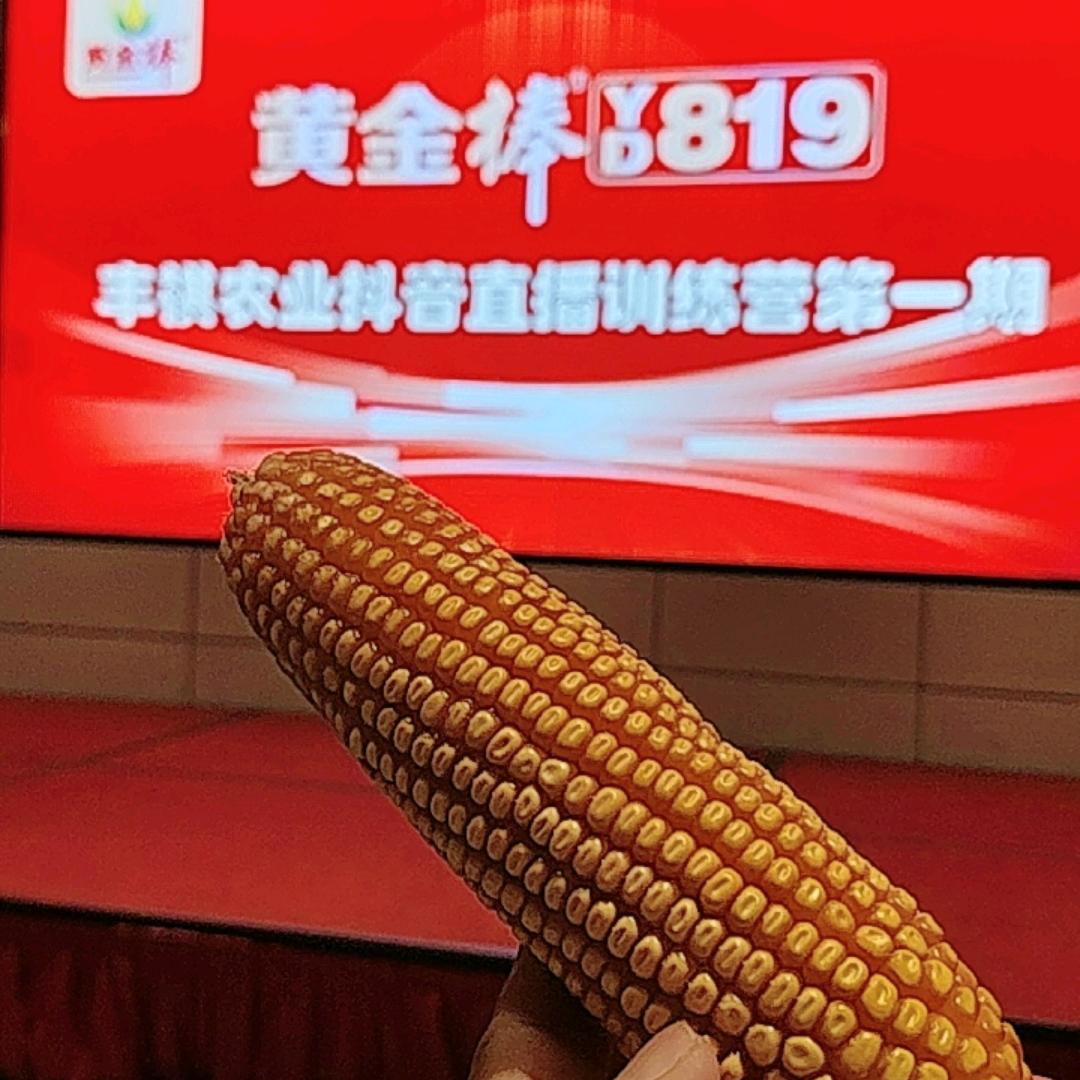 沃夫特农资老单